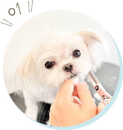 ワンちゃんもネコちゃんも、どちらも対応できるトリマーが在籍