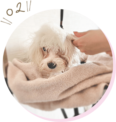 老犬・高齢猫にもやさしい施術