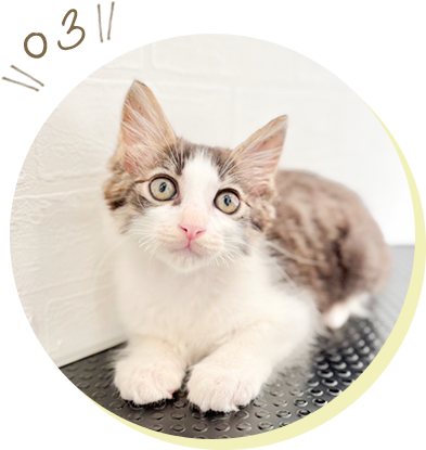 完全予約制で、1匹ずつ丁寧に対応