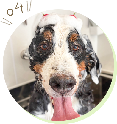 トリマーを受けるプールドル