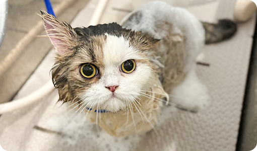 シャンプー＆ブロー