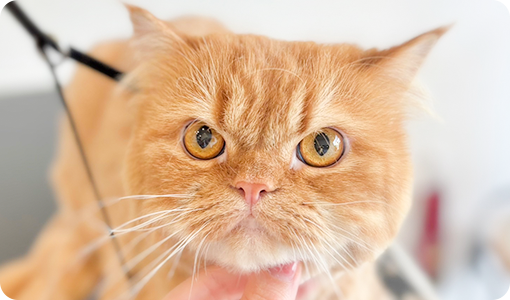 全身カット／部分カット