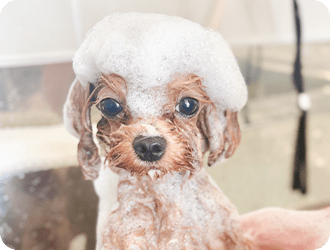 シャンプーコース