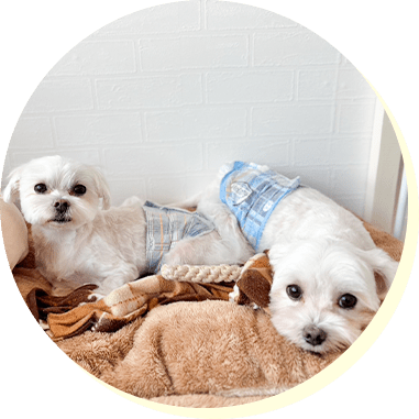 トイプードル 1枚目