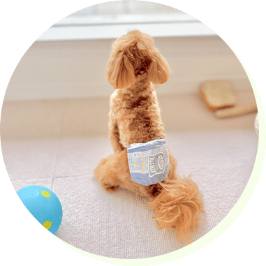 トイプードル 2枚目