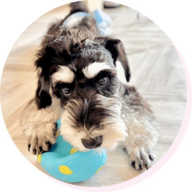 トイプードル 3枚目